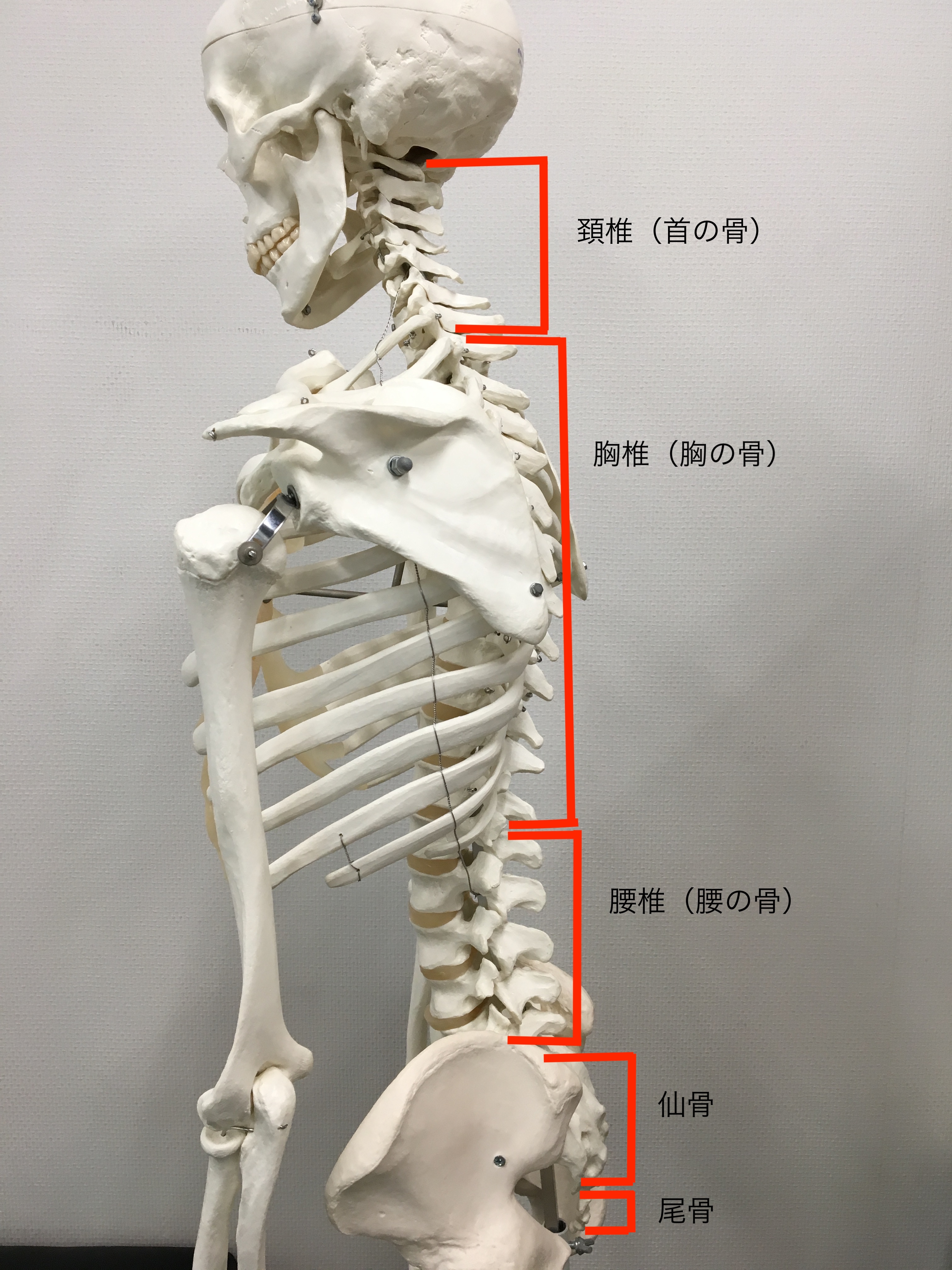 よくある腰痛のメカニズム カラダのくすり箱 R Body Project