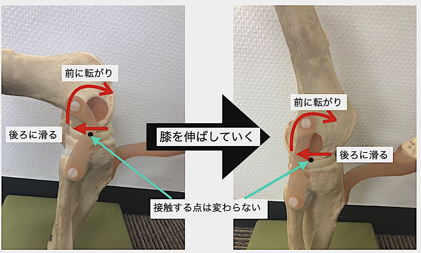 膝の関節はどういう構造 カラダのくすり箱 R Body Project