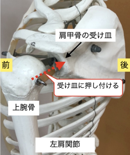 肩について学ぶ 肩関節の痛みとは カラダのくすり箱 R Body Project