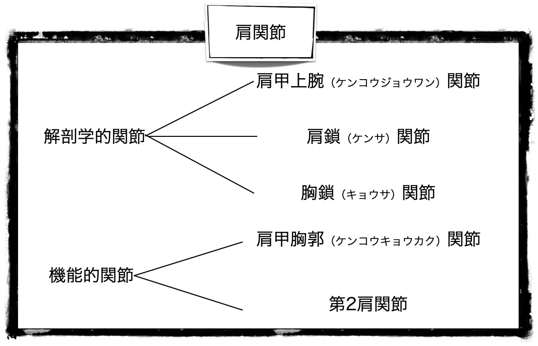 肩の関節はどういう構造 カラダのくすり箱 R Body Project