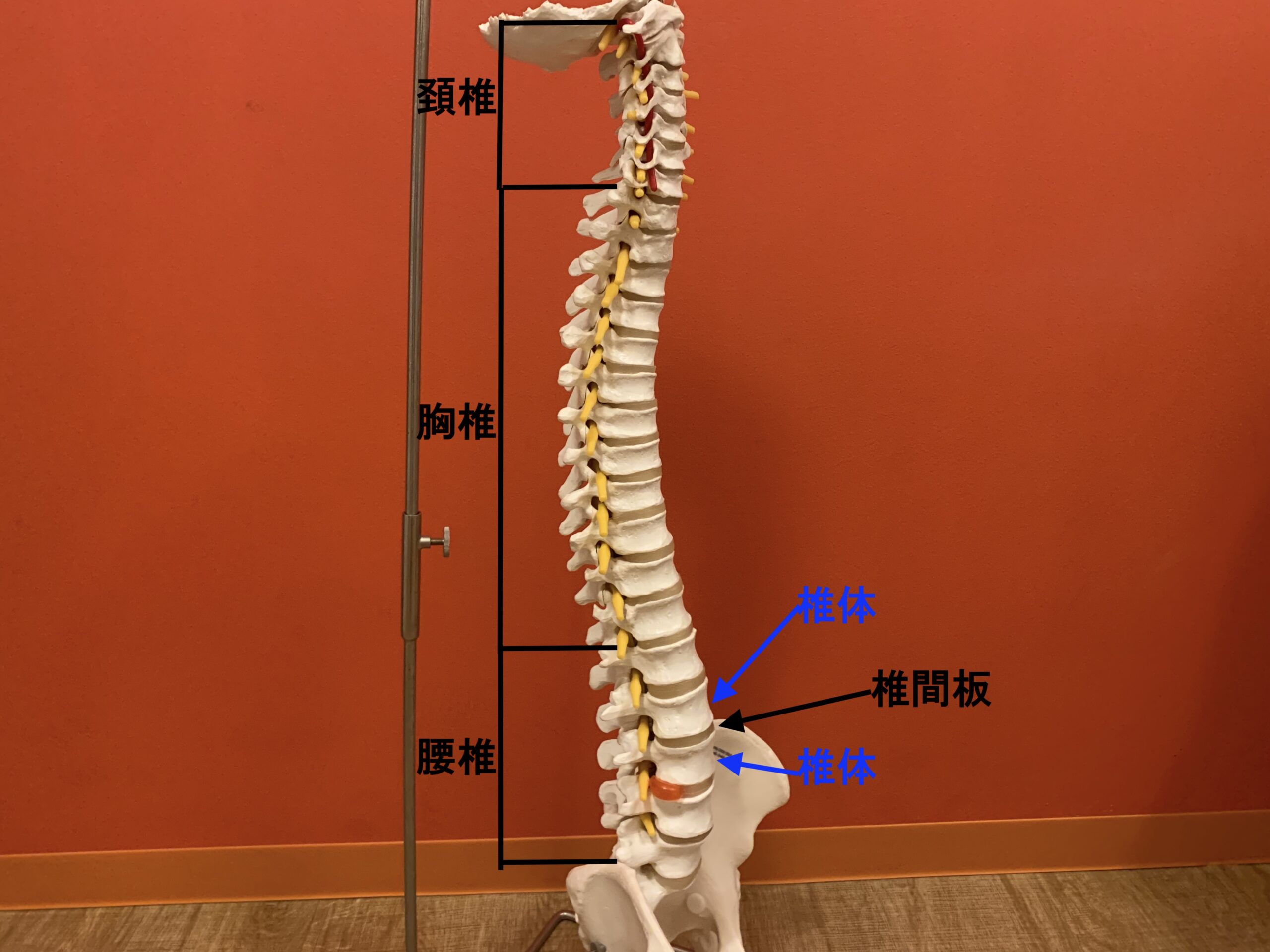 椎間板ヘルニアについて カラダのくすり箱 R Body